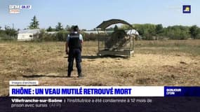 Rhône: un veau mutilé retrouvé mort, un appel à témoins lancé