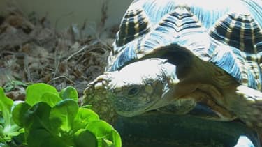 Exposer des enfants à des tortues pourrait représenter un risque pour leur santé.