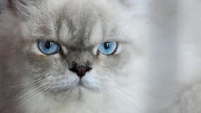 Photo d'un chat 
