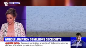 Afrique: invasion de millions de criquets - 11/02