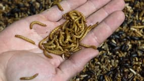 Des vers de farine (larves du ténébrion meunier, une espèce de coléoptères) produits pour l'alimentation animale à Saint-Ignat (Puy-de-Dôme) le 27 mai 2020 (photo d'illustration)