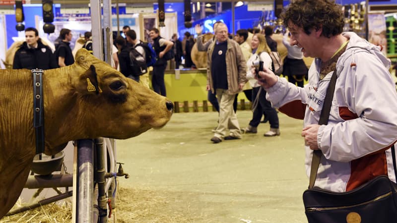 Un homme prend une vache en photo au Salon de l'Agriculture 2015.