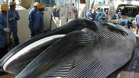 Une baleine sur le pont d'un navire de pêche au cours du programme de recherche sur les baleines du Japon dans le Pacifique Nord-Ouest.