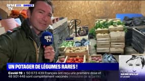 Oignons jaunes paille des vertus, choux de Pontoise, betteraves crapaudines...: ces légumes anciens et rares