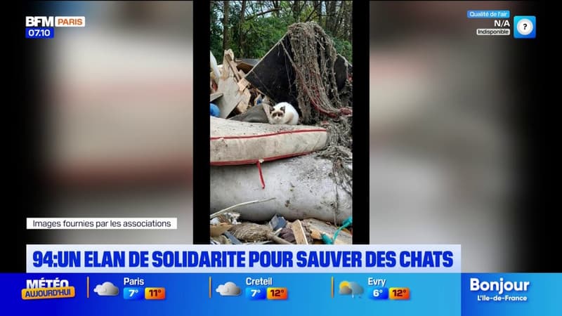 Val-de-Marne: une opération de sauvetage d'une centaine de chats après l'évacuation d'un camp