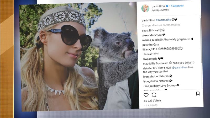 Paris Hilton posait il y a quelques jours avec un koala.