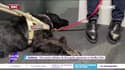 RMC s’engage pour vous : Un aveugle et son chien, agressés par un chauffeur Uber - 13/03 