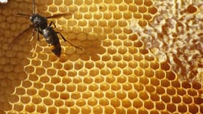 Le frelon asiatique tueur d'abeilles a été classé mercredi "espèce exotique envahissante et nuisible à l'apiculture", donc danger sanitaire, une décision qui ouvre la voie à la mise en oeuvre de programmes de lutte nationaux et départementaux. /Photo d'ar