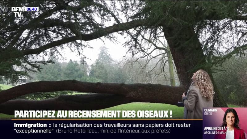 Environnement: il est possible de participer au recensement des oiseaux