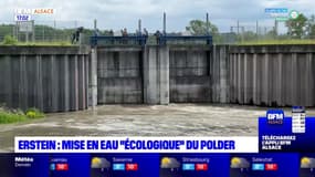 Erstein: mise en eau "écologique" du Polder