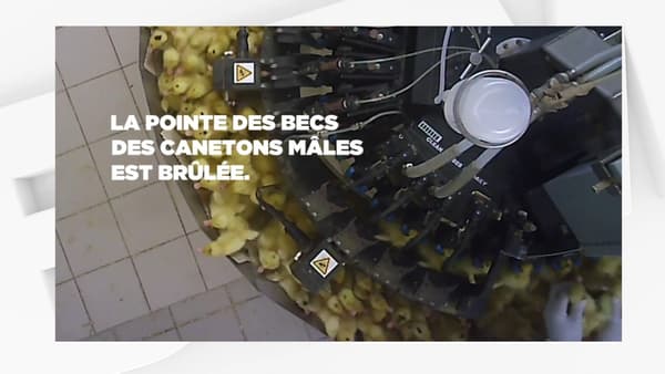 canard01.png canard01.png