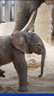 Zoo de Beauval: un éléphanteau est né, une première depuis 13 ans