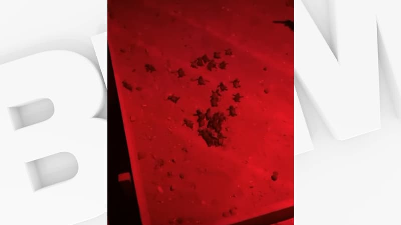 Une cinquantaine de bÃ©bÃ©s tortues sont nÃ©s sur la plage DorÃ©e Ã  Sanary-sur-Mer