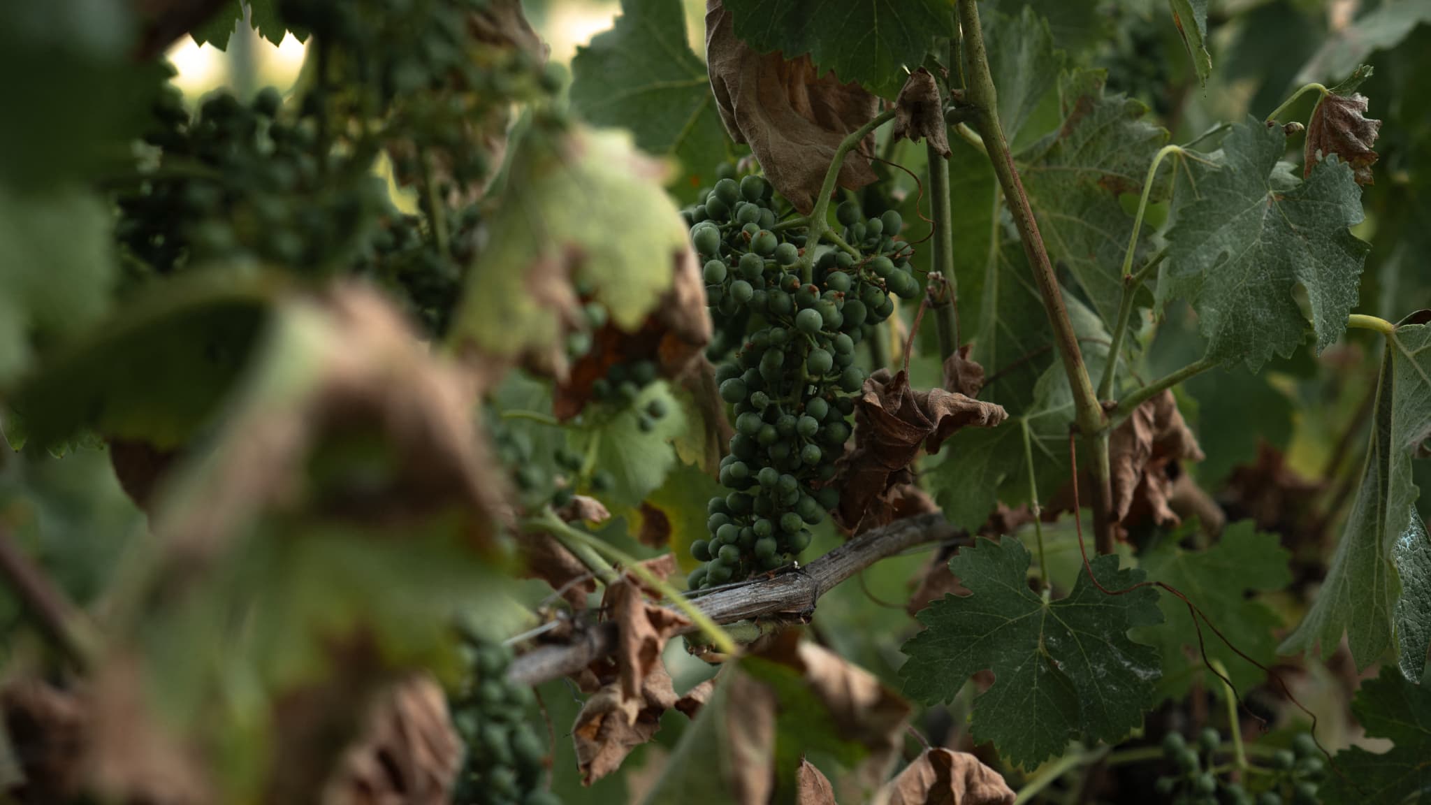 Dans le département de la Loire, lors de la canicule intense de juin 2026, les feuilles de vigne ont commencé à souffrir et à flétrir. 