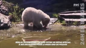 A Berlin, les ours aussi ont le droit à un repas spécial pour Pâques