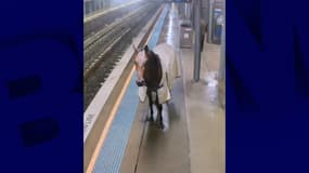 Le cheval sur le quai du métro de la station Warwick Farm, à Sydney, en Australie.