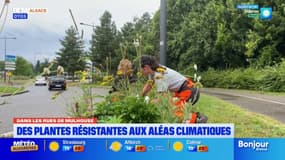 La ville de Mulhouse opte pour des plantes plus résistantes aux aléas climatiques