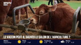 Malgré le vaccin contre la dermatose nodulaire contagieuse, les éleveurs sceptiques sur le fait d'emmener des vaches au Salon de l'agriculture