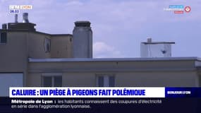Caluire-et-Cuire: un piège à pigeons installé sur le toit d'un immeuble suscite l'émoi du voisinage 