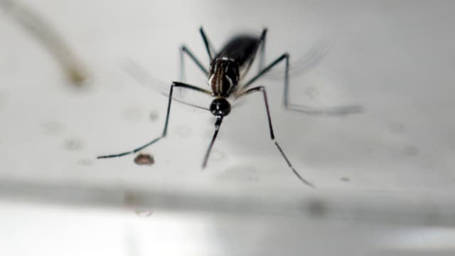 Le virus Zika se transmet par piqûre de moustique