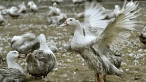 Des canards confinés dans une exploitation de Bourriot-Bergonce, dans les Landes, le 22 février 2017