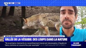 A-t-on des nouvelles des loups échappés de la Vallée de Vésubie ? - BFMTV répond à vos questions