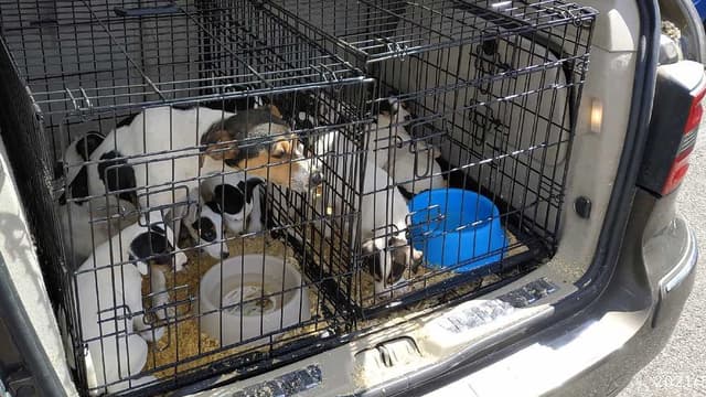 La chienne et les chiots dans leurs cages placées dans le coffre d'une voiture reliant l'Espagne aux Pays-Bas