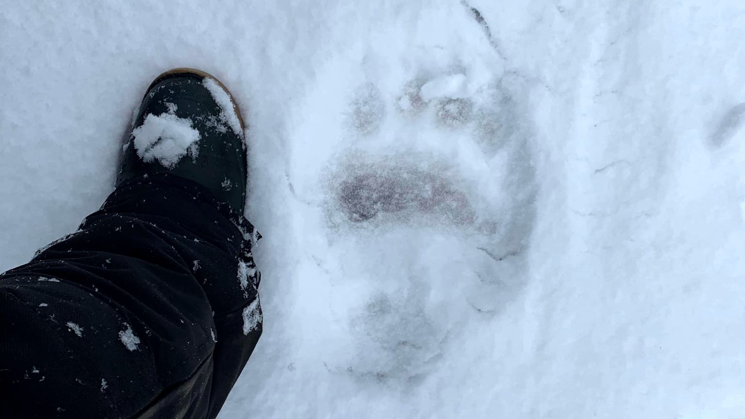Les traces de l'ours polaire aperçu dans la région de Québec 