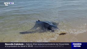 Espagne: une raie de trois mètres de long échouée sur la plage donne naissance à un petit