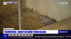 Touroparc: mort accidentelle du bébé tigre blanc né il y a deux mois