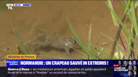Normandie: un crapaud en voie d'extinction sauvé in extremis dans l'Eure