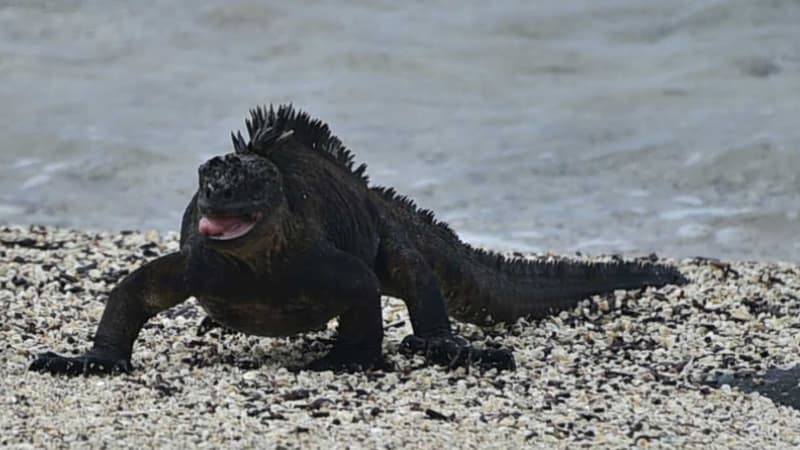 Onze iguanes des Galapagos, une espèce protégée, ont été retrouvés dans le sac d'un Mexicain. Arrêté, il a été placé en détention préventive.