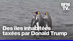 Donald Trump impose des droits de douane de 10% à deux îles peuplées uniquement de pingouins 