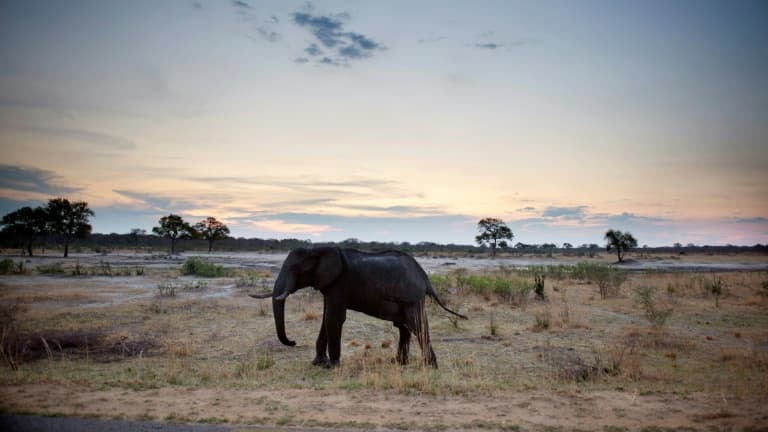 Un éléphant dans le parc national de Hwange au Zimbabwe, le 19 novembre 2012