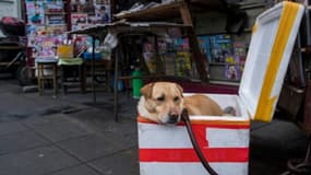 L'attitude envers les animaux a évolué en Chine alors que le nombre d'animaux domestiques augmente et que la classe moyenne se développe rapidement