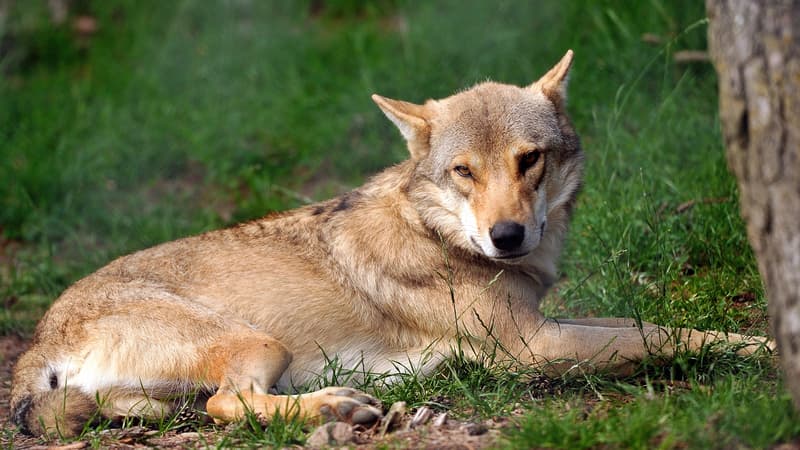 Faut-il tuer les loups en France ?