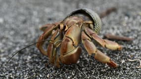 Un bernard-l'ermite sur l'île Gorgona, dans l'océan Pacifique, le 1er octobre 2021. (Photo d'illustration)