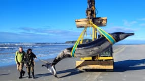 Une baleine baleine à bec de Travers s'échoue sur une plage de Nouvelle-Zélande, près de Taieri Mouth, le 5 juillet 2024.