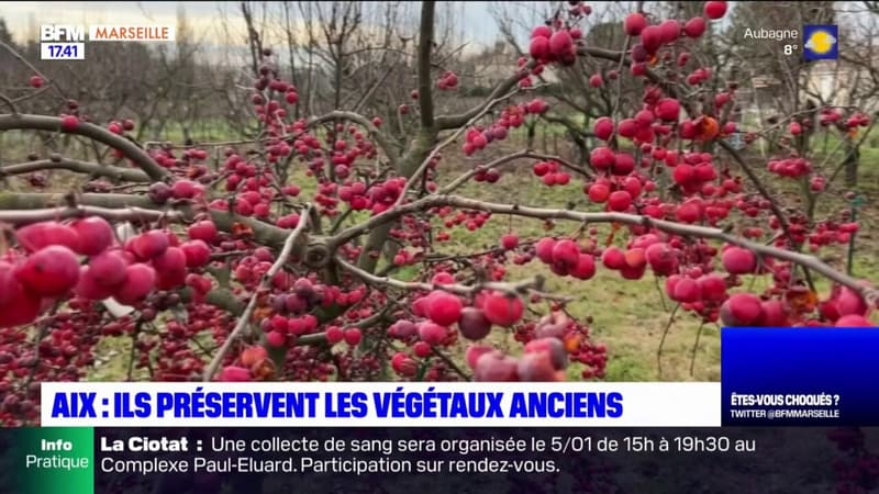 Provence: ils préservent les végétaux anciens de la région