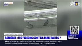 La mairie Asnières-sur-Seine accusée de maltraitance sur des pigeons par une association