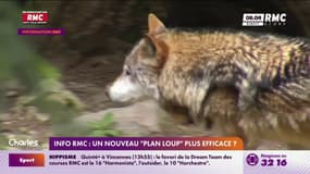INFO RMC : un nouveau "plan loup" plus efficace ?