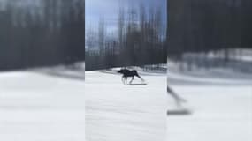 Un orignal fait la course avec des snowboarders dans le Colorado