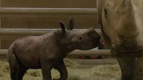 Un rhinocéros blanc est né par insémination artificielle en Californie