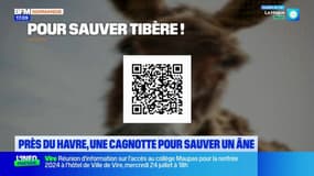 Seine-Maritime: une cagnotte pour sauver un âne près du Havre
