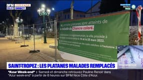 Saint-Tropez: les platanes malades remplacés