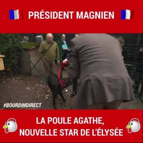 La poule Agathe, nouvelle star de l'Élysée