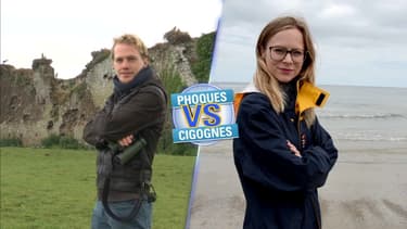 Les matches de l'été: phoques ou cigognes?