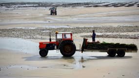 Des ostréiculteurs mettent leurs sacs d'huîtres à l'abri à l'approche de la tempête Ciaran, à Ars-en-Ré (Charente-Maritime), le 1er novembre 2023