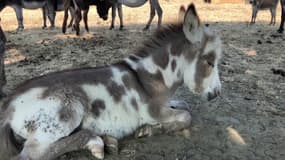 Haute-Provence : un élevage d’ânes miniatures à Saint-Maime