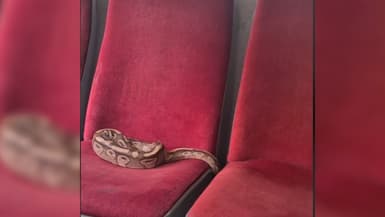 Un serpent, oublié dans un bus à Rouen, le 3 juin 2024.